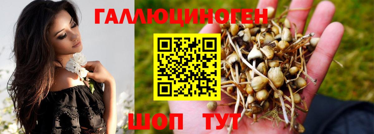Галлюциногенные грибы Psilocybine cubensis Кизляр